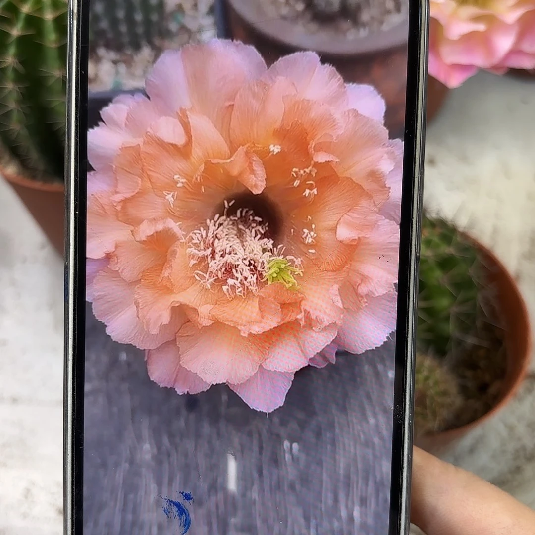 彩草53号6公分左右