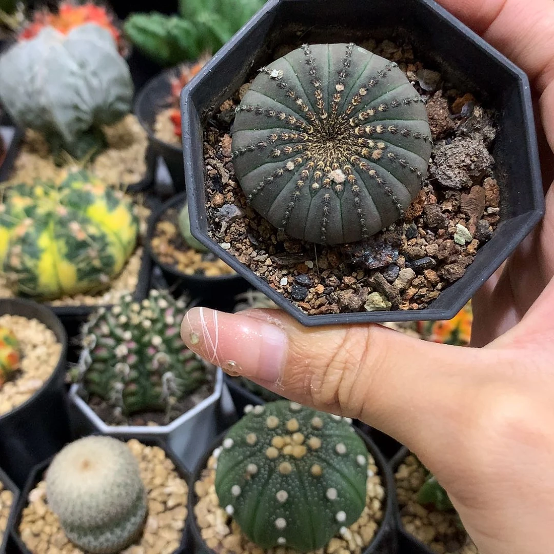 当前无花栽培后可以开花实生根大型士童
