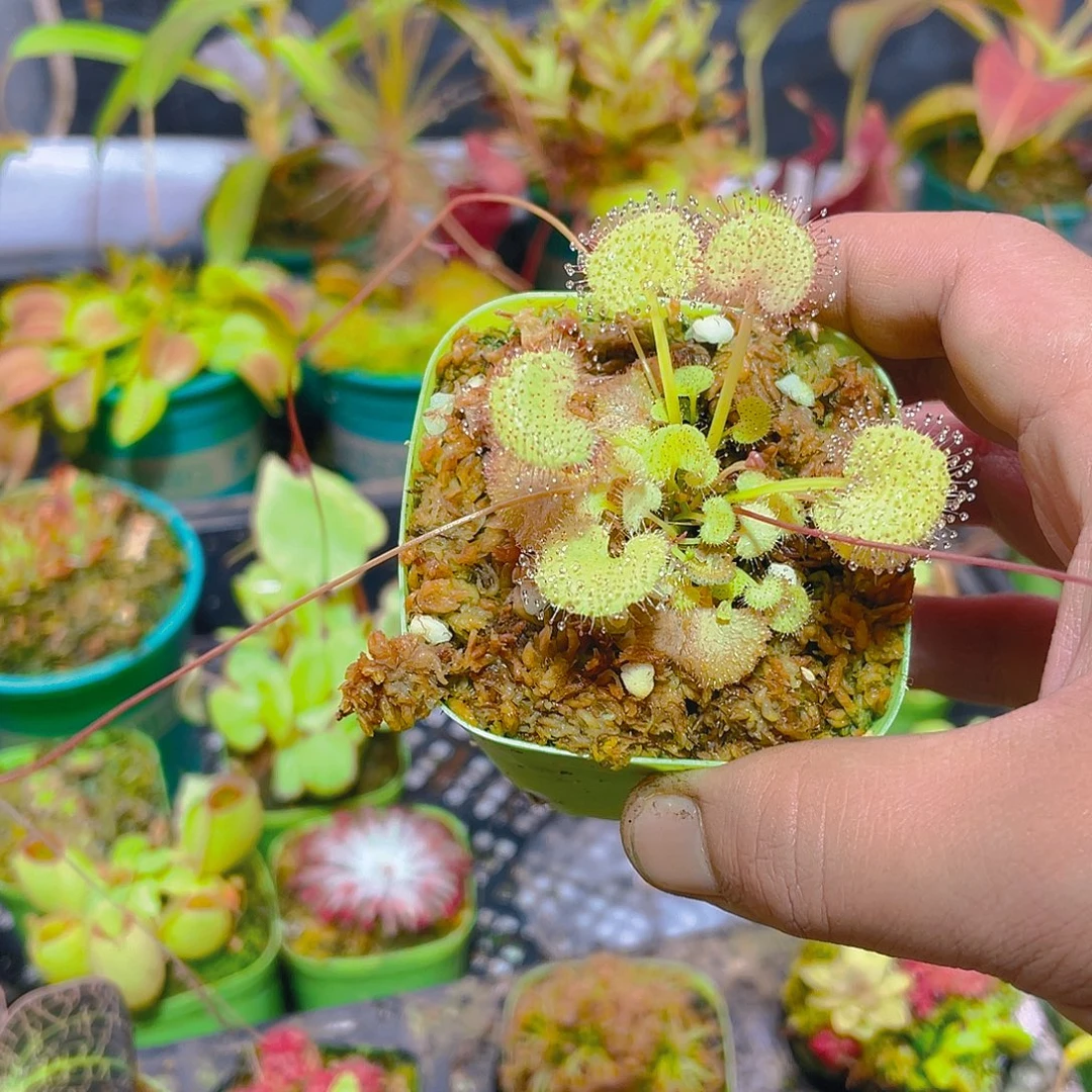 完全开放爱心茅膏菜