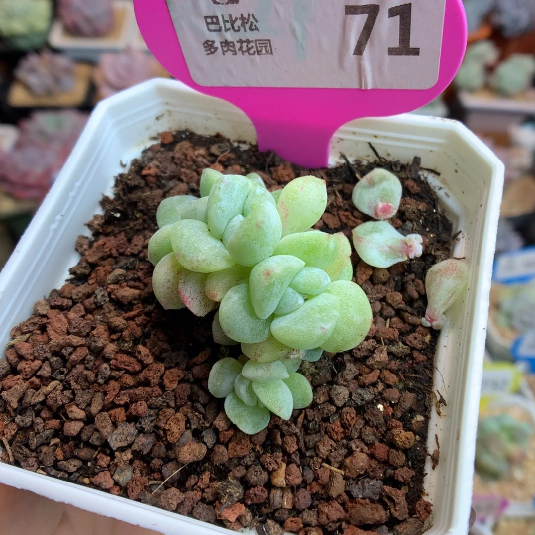 71五头朵朵缀化多肉植物