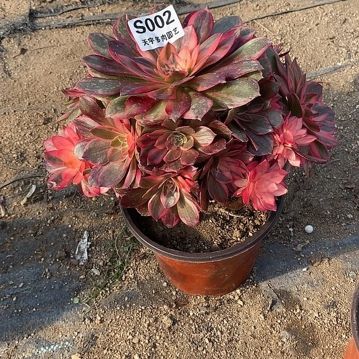 多肉植物黑魔锦002多肉