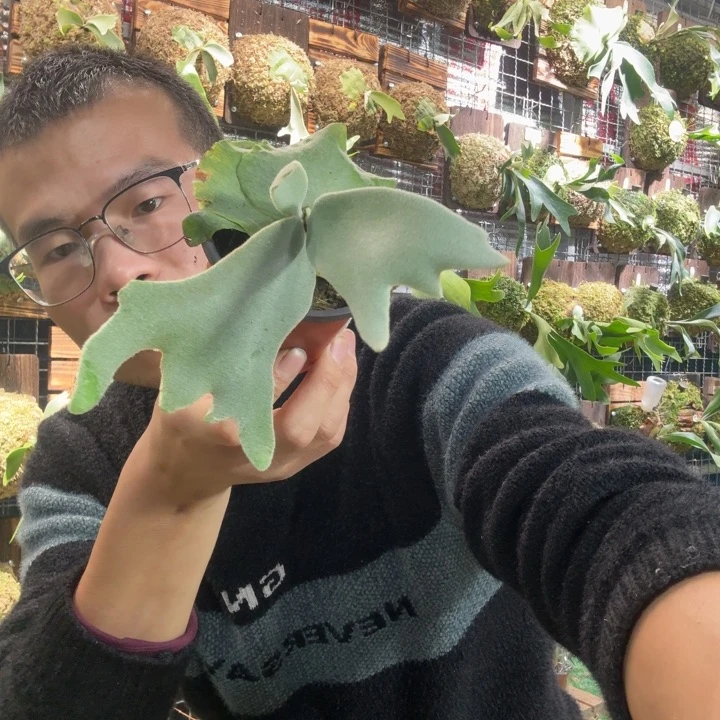 不***夏完全开放板植雷电-杯苗白爪哇