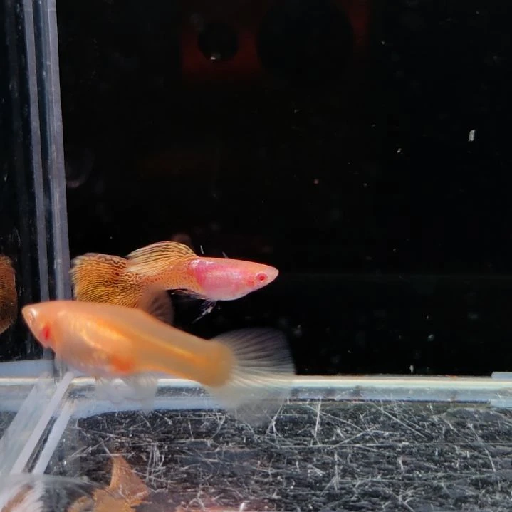 西***西孔雀鱼金属黄蕾丝白子一对