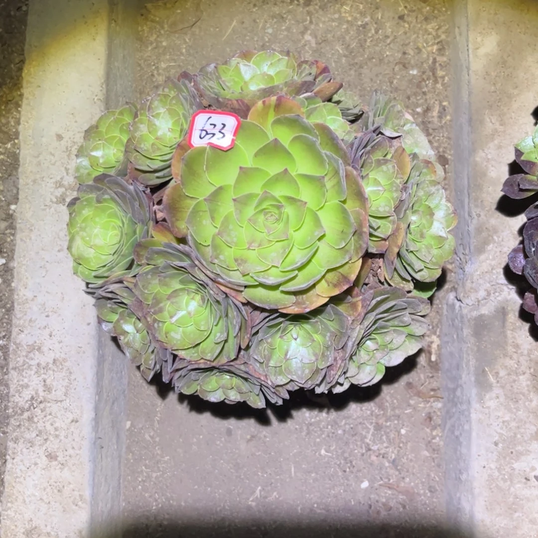 633多肉植物圣罗兰
