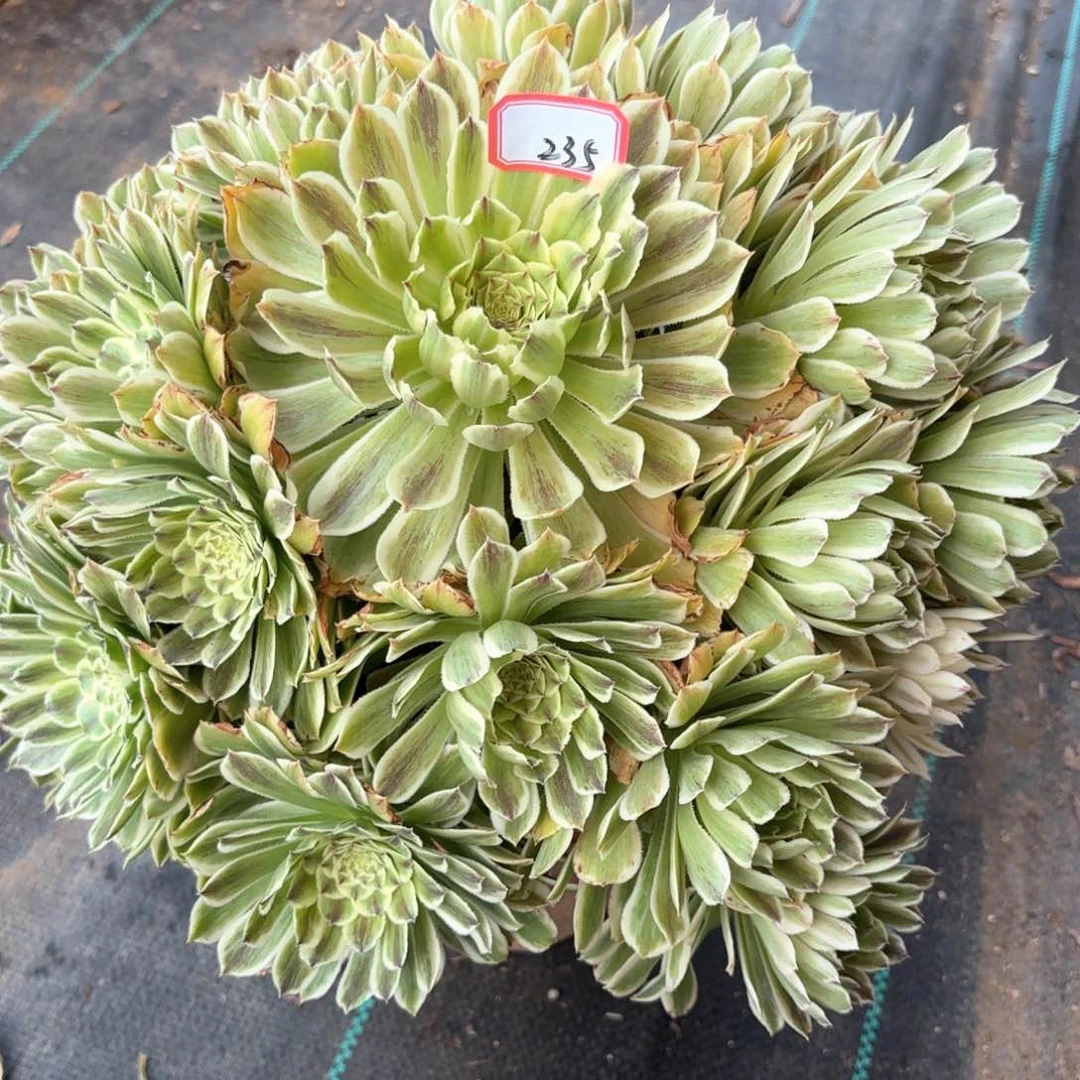 全部花朵235碧浪多肉植物