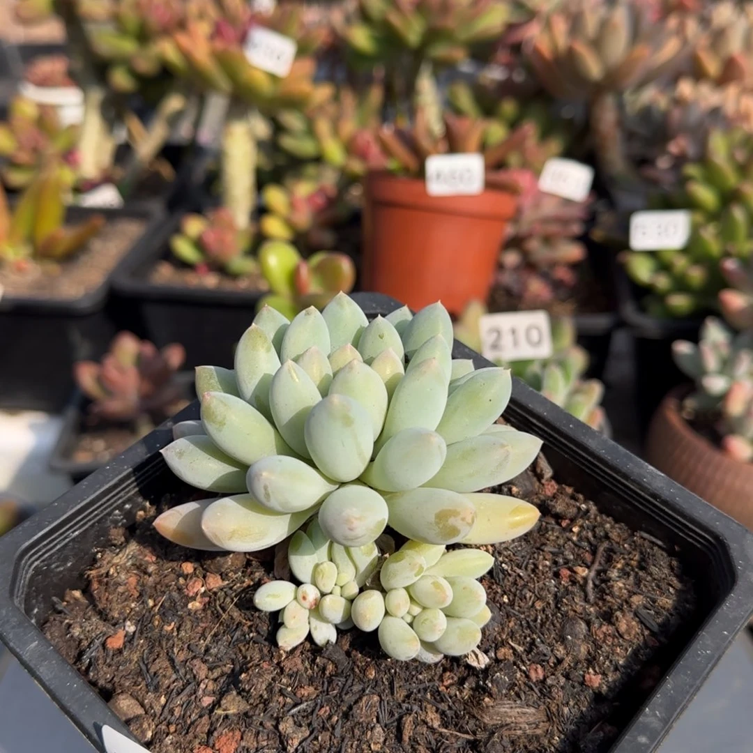 560号一物一拍一物一拍一物一拍