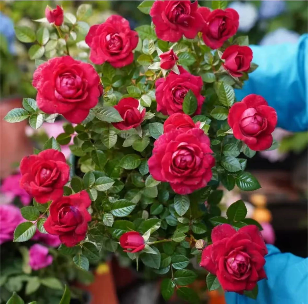 红丝绒  新手易养护爆花月季浓香型耐高温耐低温室内多季节开花