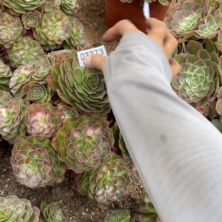 03373海王七彩多肉植物