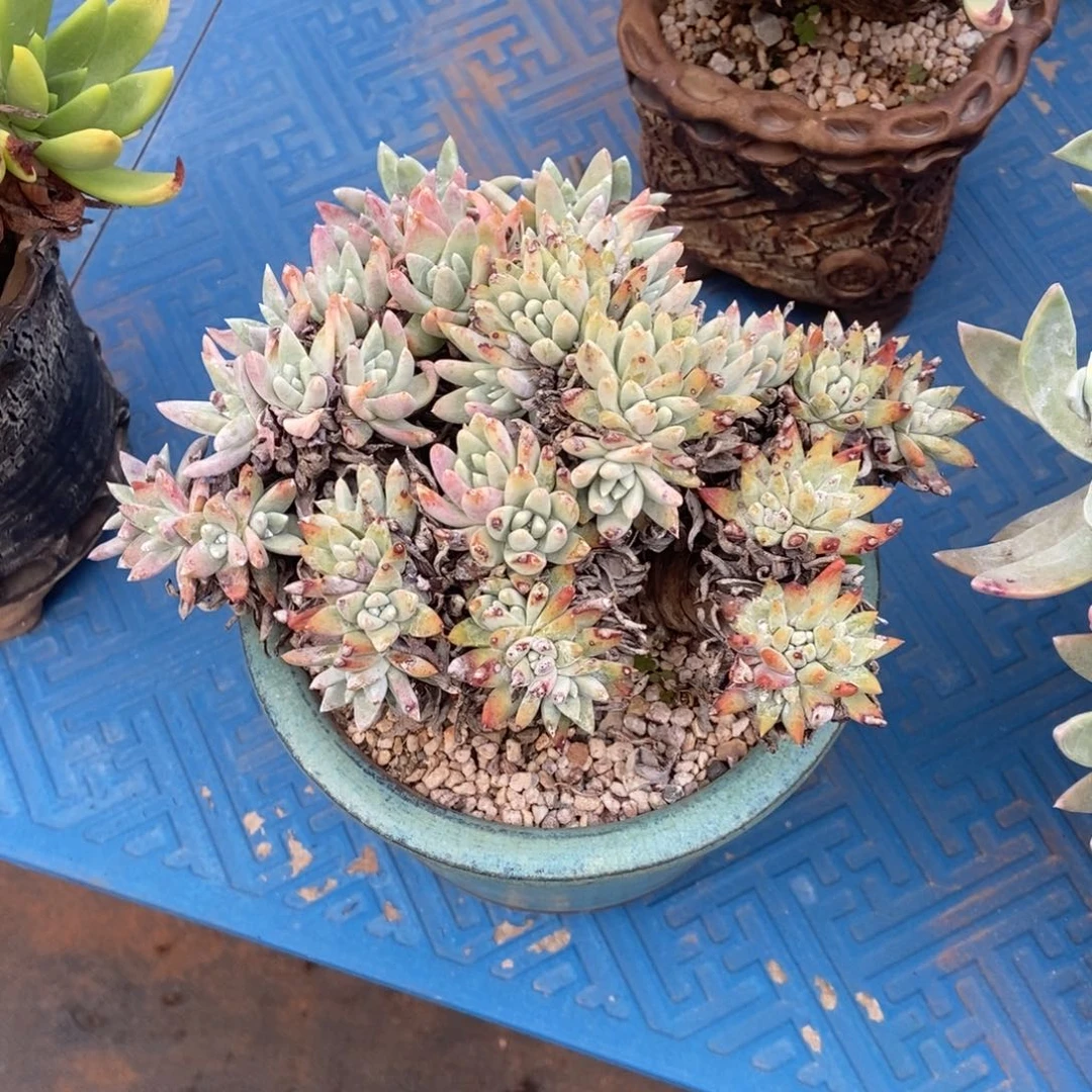 福利玫瑰朵多肉植物