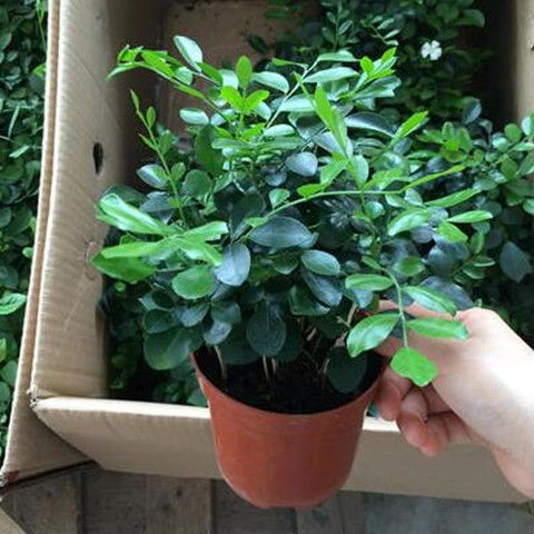 九里香盆栽室内绿植驱蚊草净化空气好养易活观叶开花植物