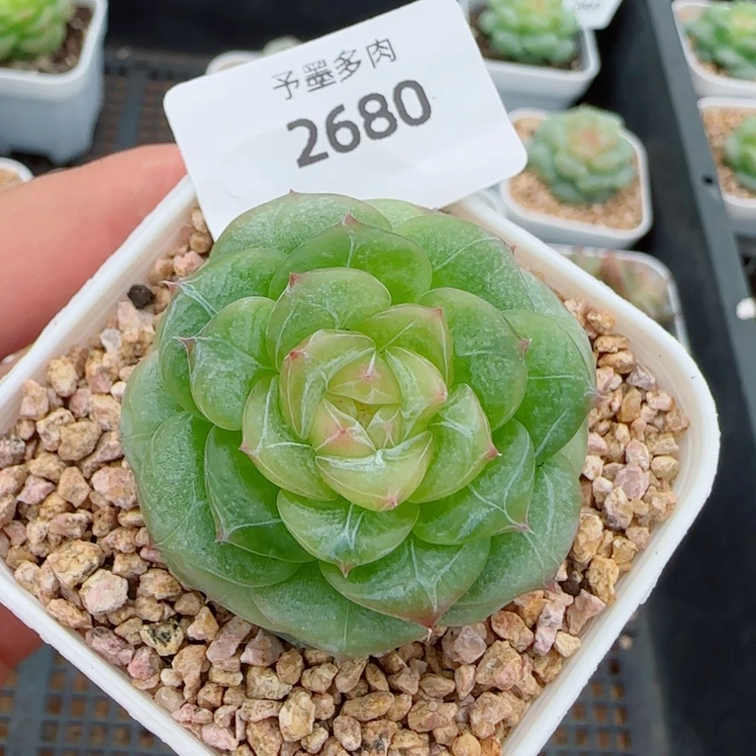 孤品，2680多肉植物