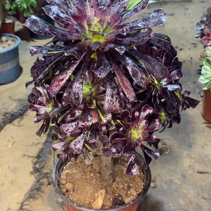 水墨丹青多肉植物42。