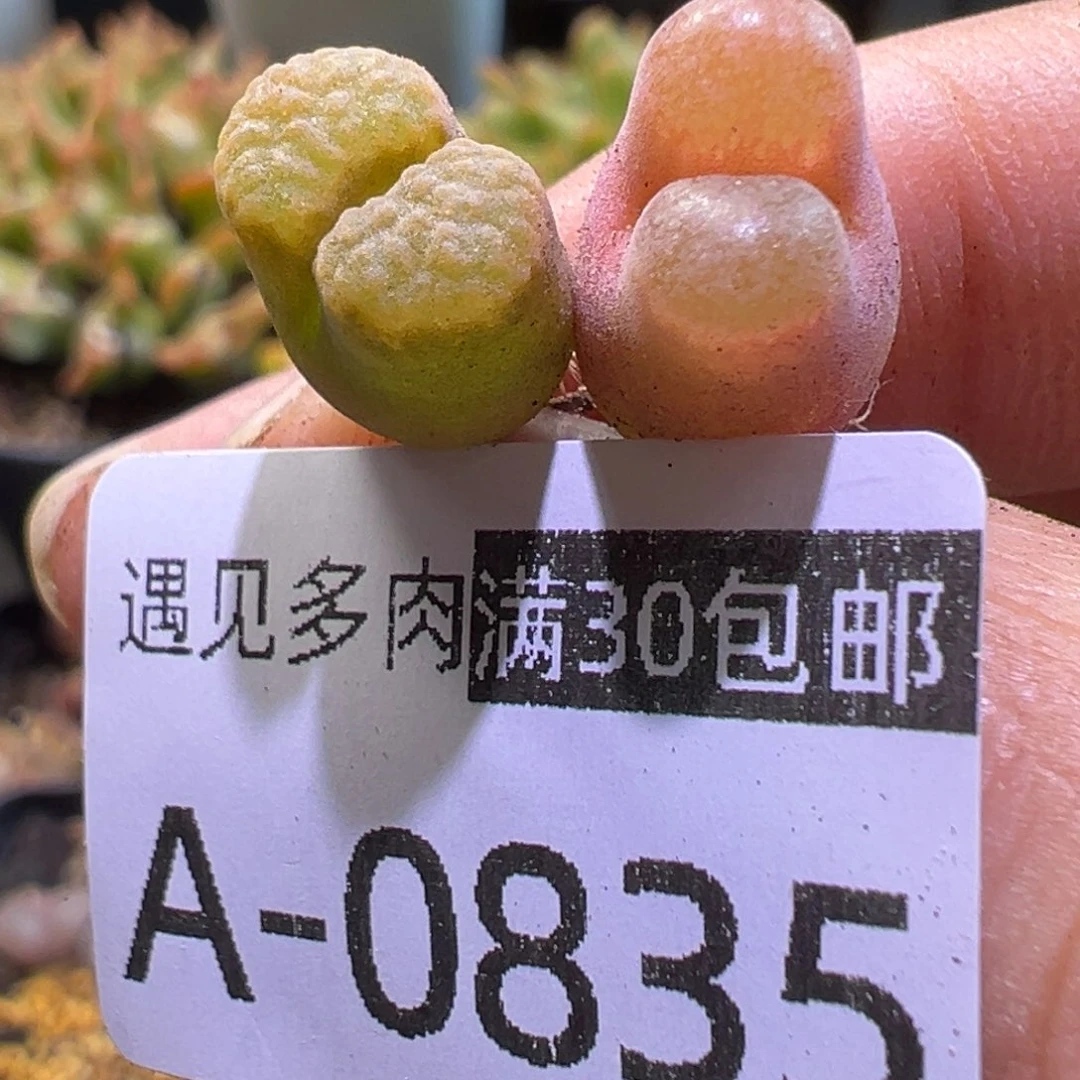 多肉植物111111111111111