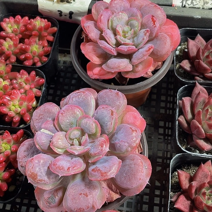 大雨滴带盆土发货