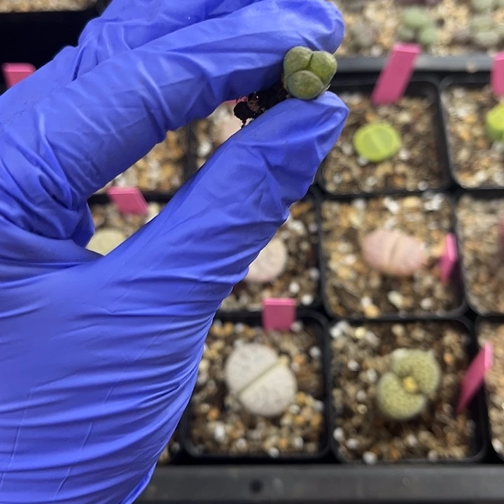 脱土发 满28包邮 风铃奔