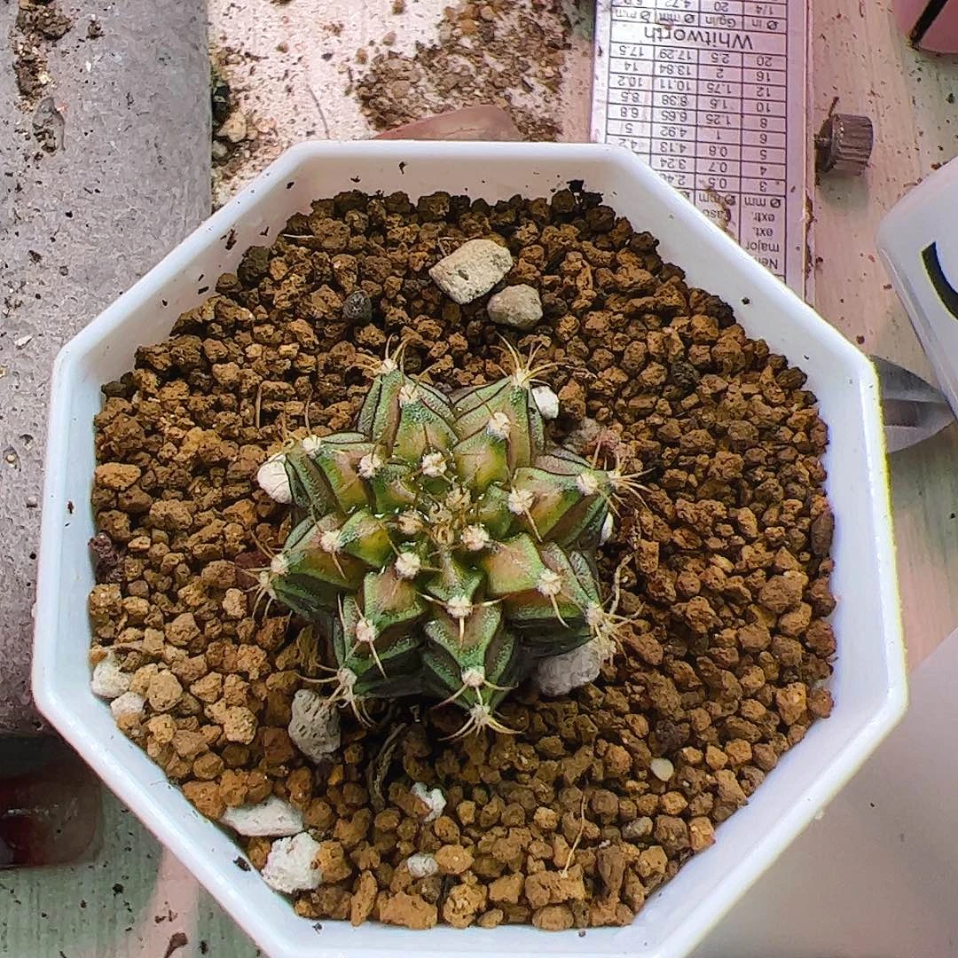 米***修当前无花栽培后可以开花009
