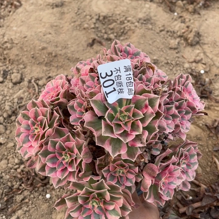 301粉女巫桩不太直1