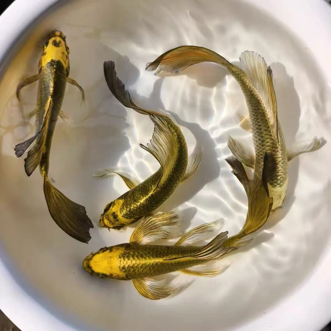 熊猫蝴蝶鲤淡水鱼好养包邮活物售出售后请拍开箱视频否概不退还