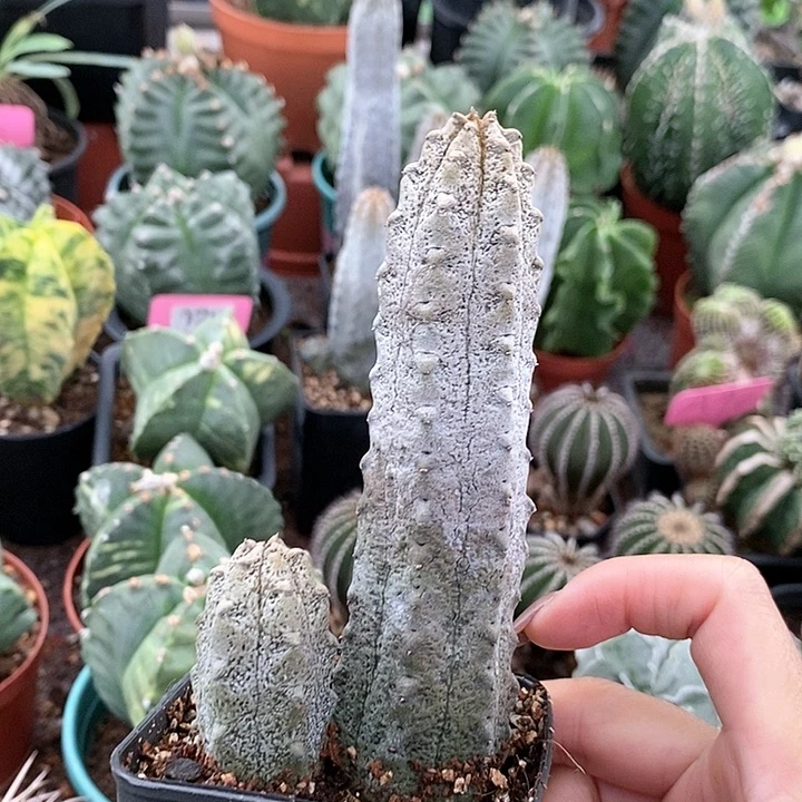 花花草草花花草草