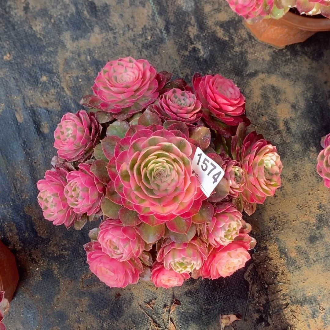 @*荔枝1574多肉24左右冠服