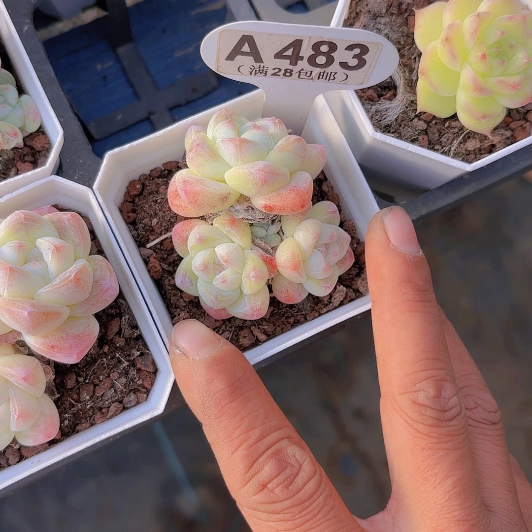 A483冰玉一物一拍