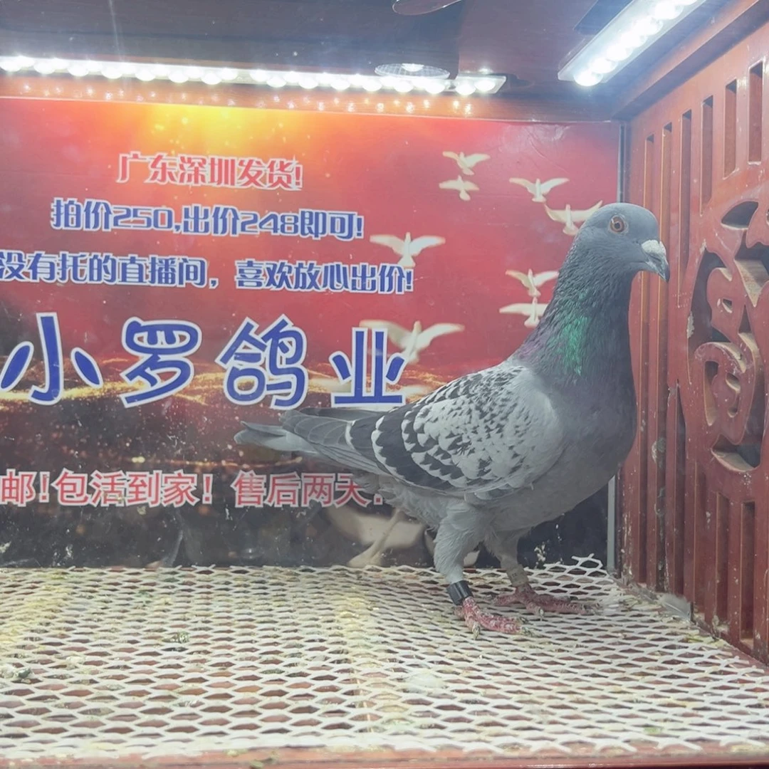 3503雨点天落参考公