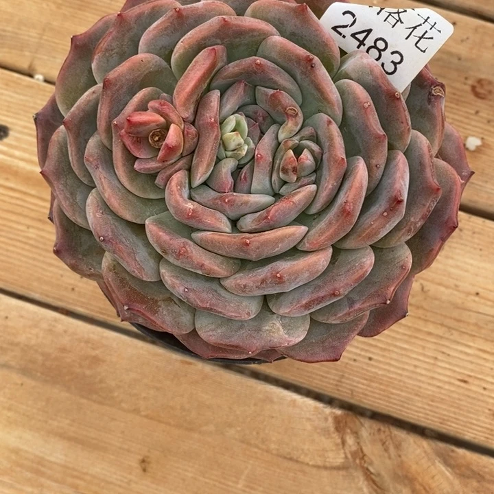 美****精品多肉植物2483冠幅15厘米