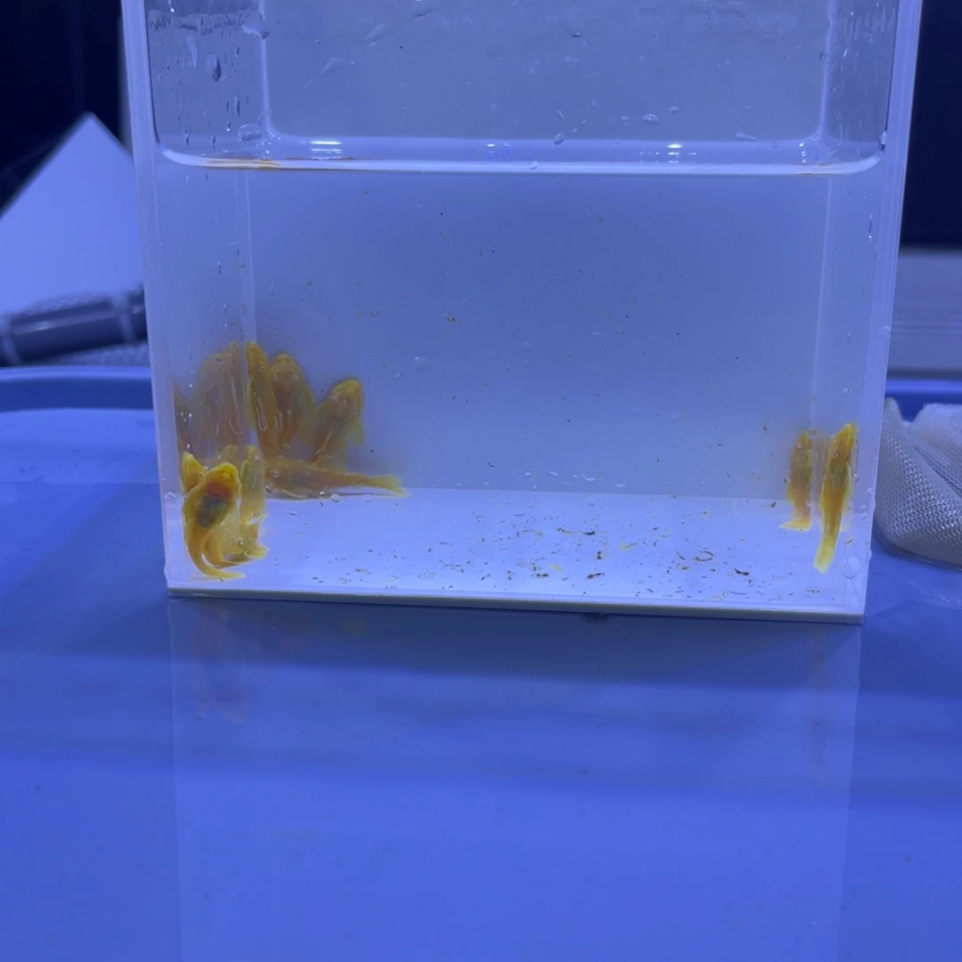 孔雀鱼胡子十条开箱视频报损