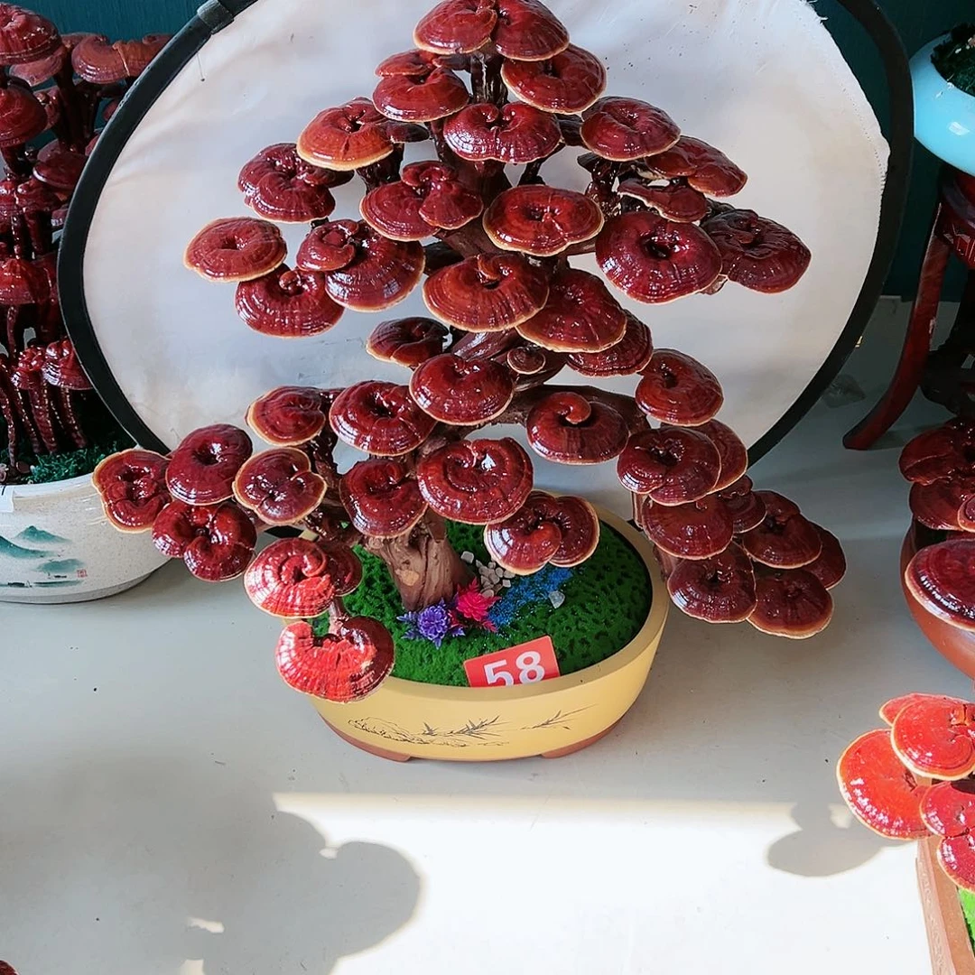 【闪购商品】无花朵