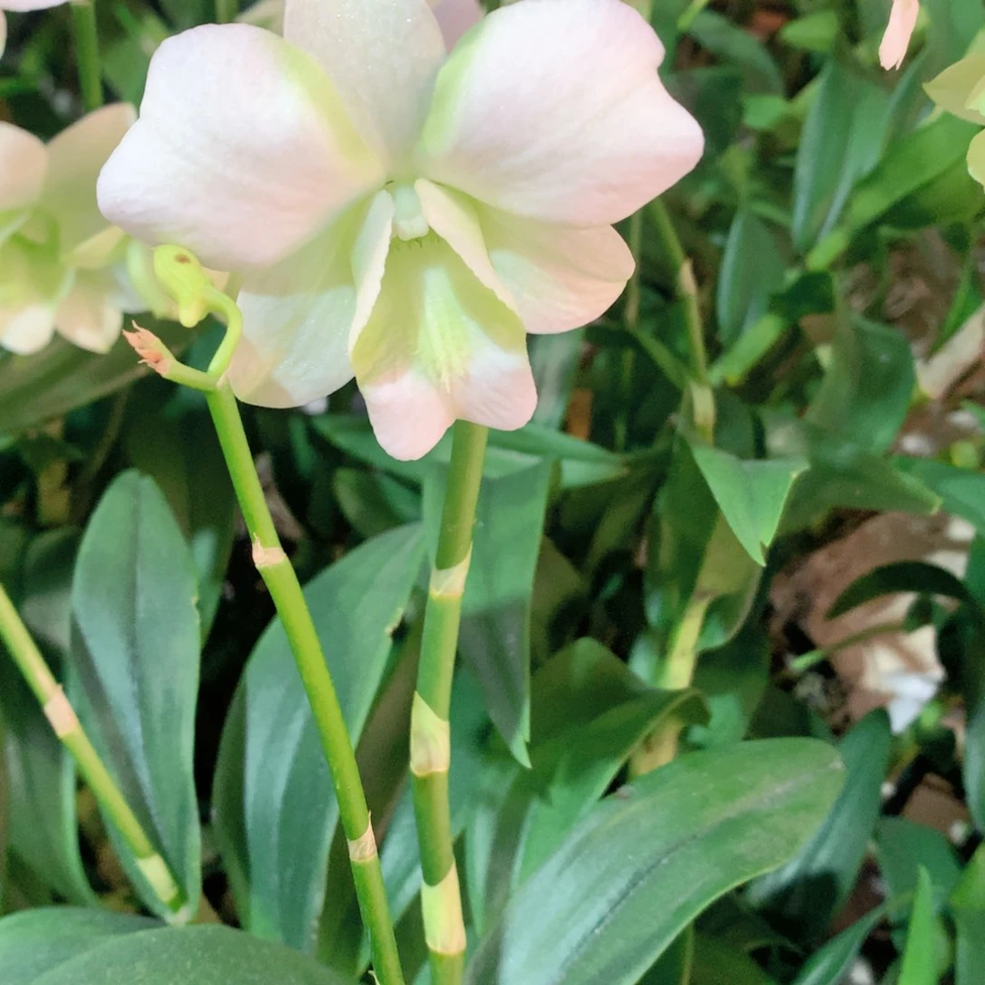 完全开放青白龙王，大小2苗裸根发，花叶不包损