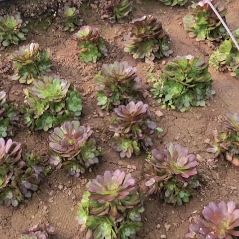 @*子2.23-多肉土寄养链接