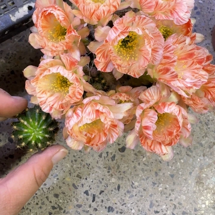 266丽花77歪无根侧牙3公分左右,20包邮