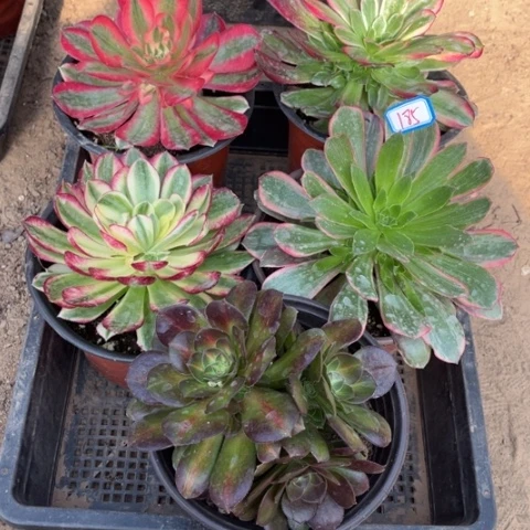 185多肉植物组合