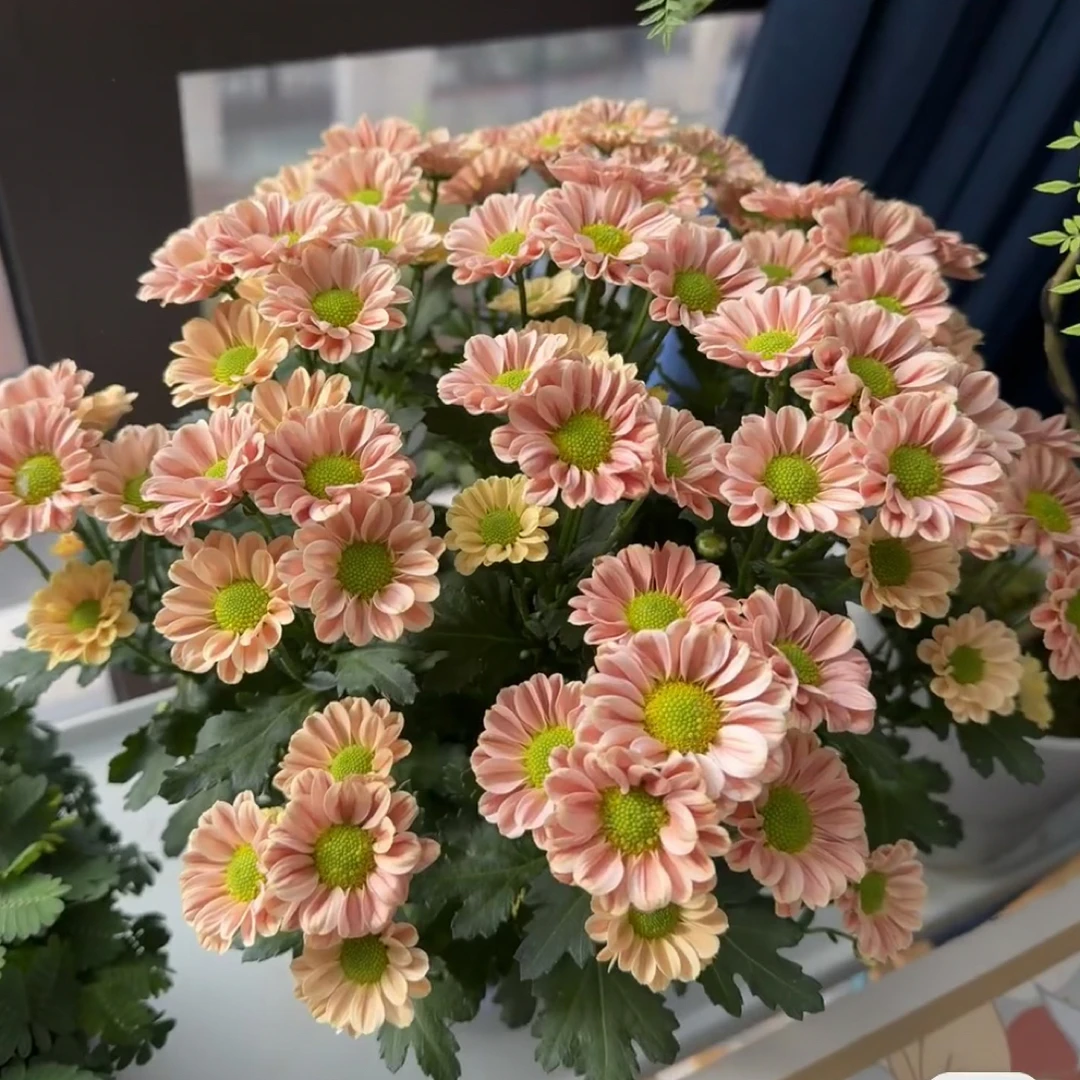 【玲珑】小菊盆栽 耐寒耐热 新手好养