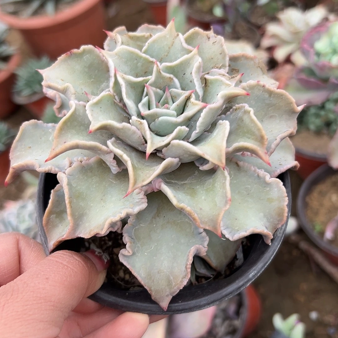 多肉植物饺子皮单头