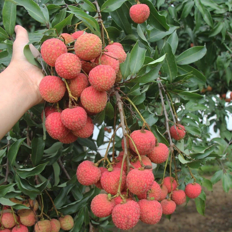 顺丰冷链新鲜荔枝广东妃子笑当季水果纯甜无酸老树自熟鲜摘速发