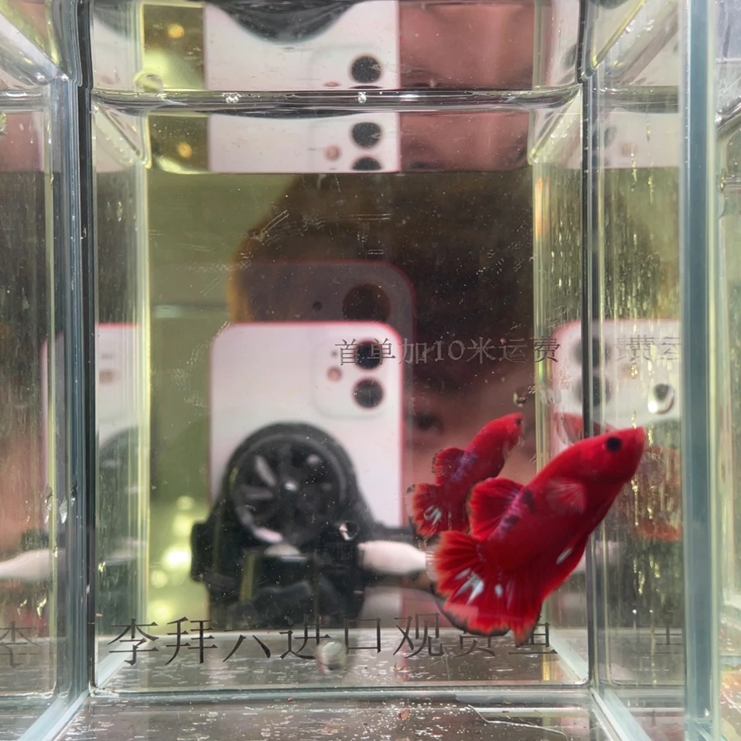 斗鱼印尼精品斗鱼67