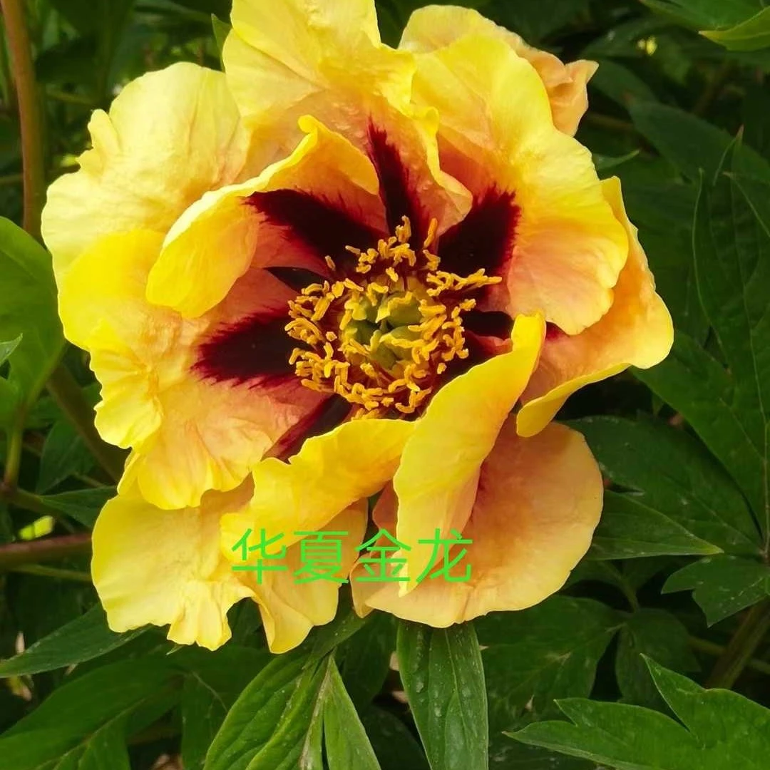 华夏金龙紫斑牡丹嫁接苗适合庭院种植稀有珍惜品种