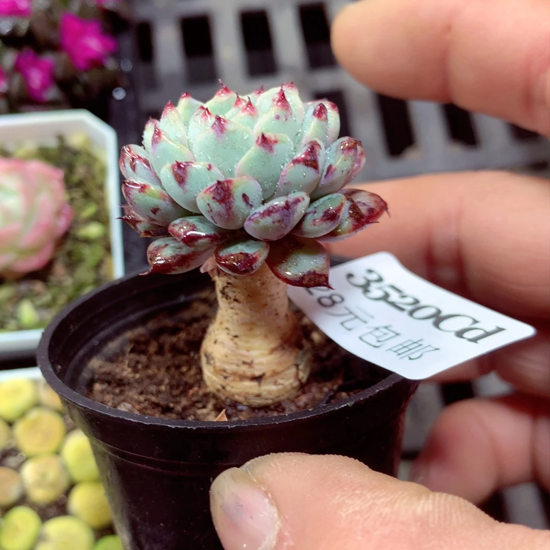 5厘米盆精控多肉3520