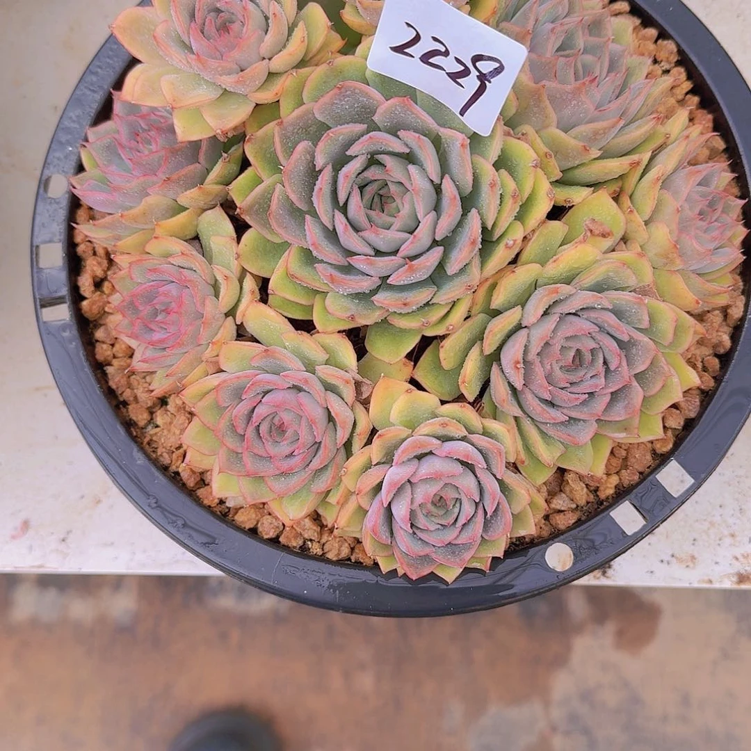 三***祥2229爱格利亚多肉植物
