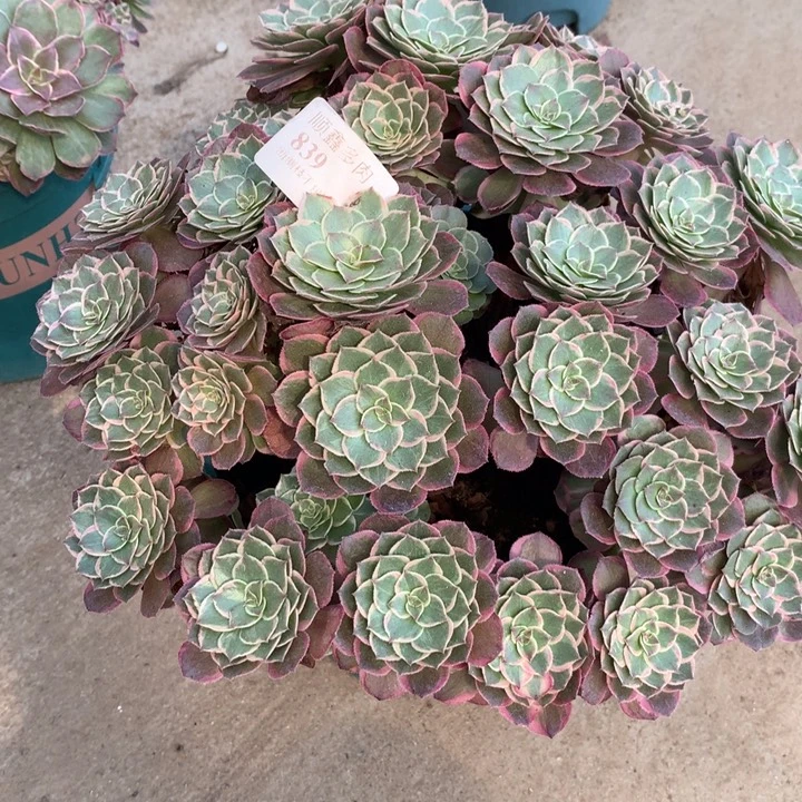 839莲花座多肉植物特价