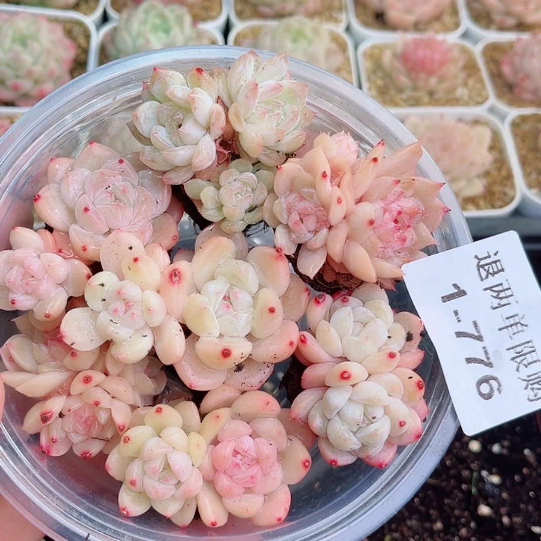 垚*…1-776 新疆西藏内蒙不发零度以下拍保温箱不拍不包损