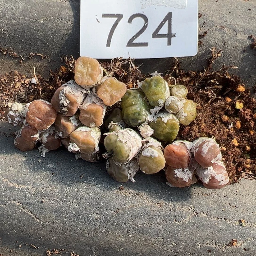 量拍以下1群烧麦。    724