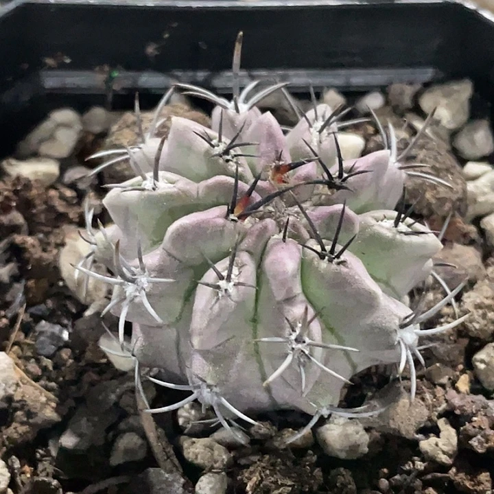 白肌素妆玉实生仙人球