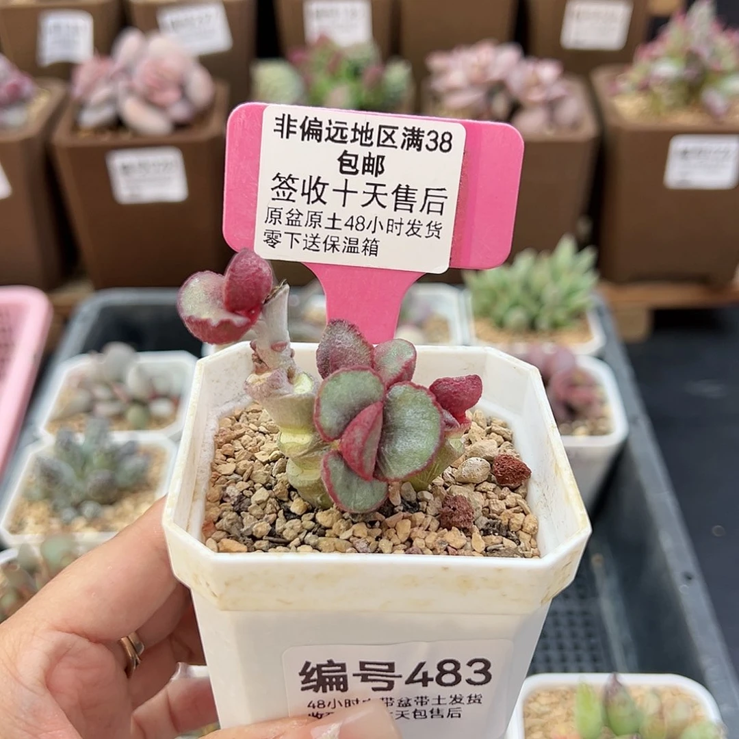 483春彩磨砂蛋多肉植物