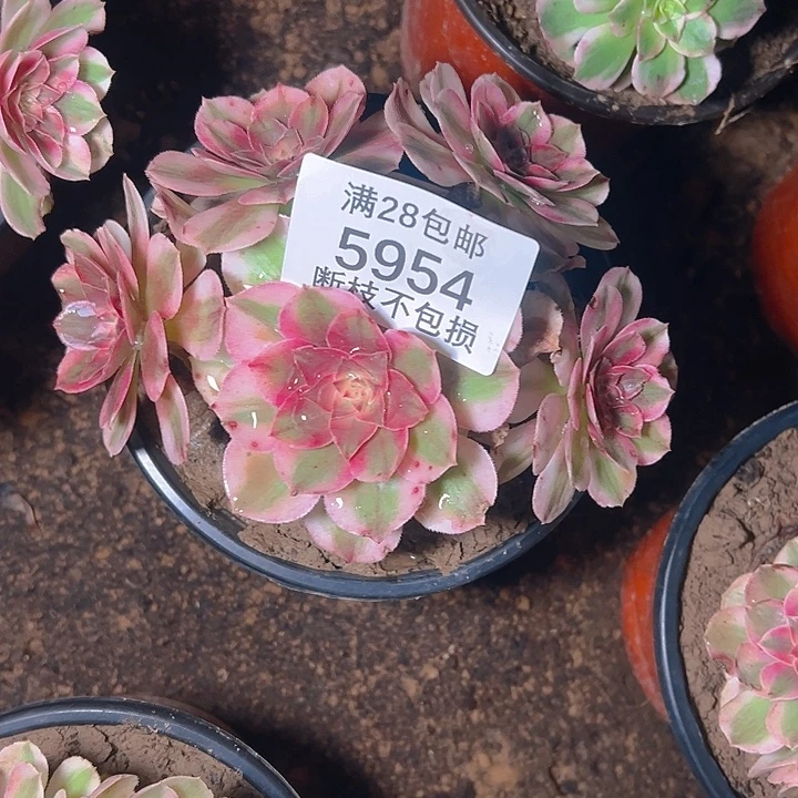 5954倾城多肉植物