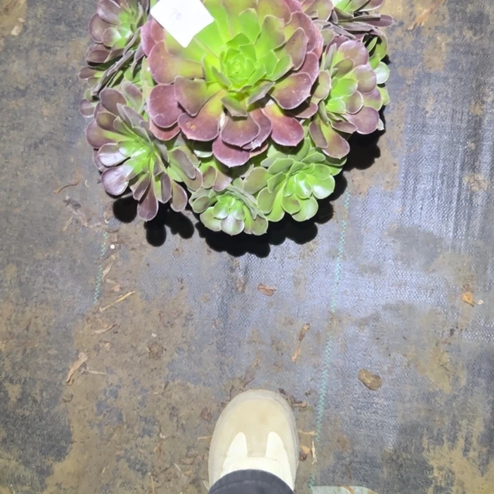 风***8不包侧枝一物一拍74