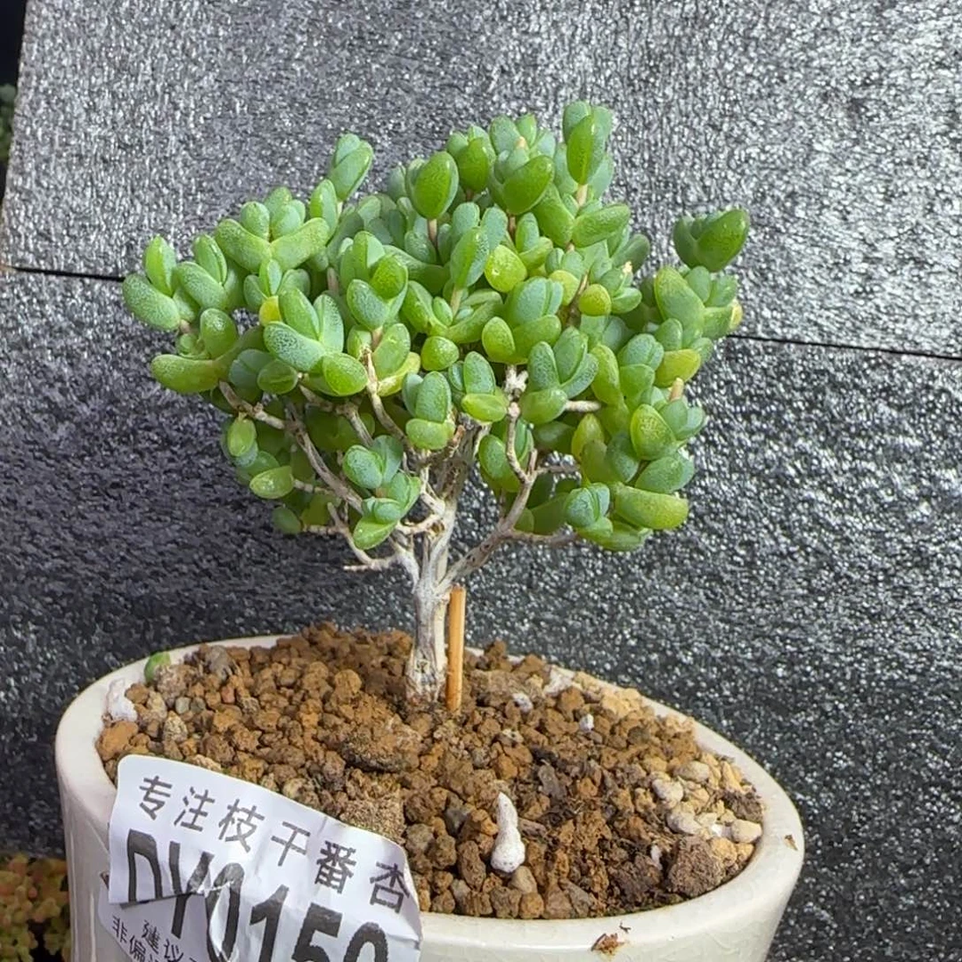 dy0150元宝带盆老桩直杆