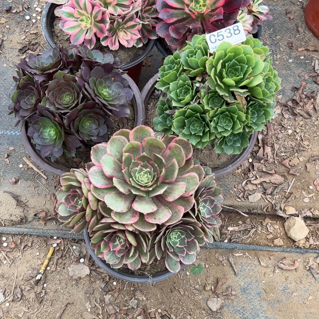 538五颗组合多肉植物