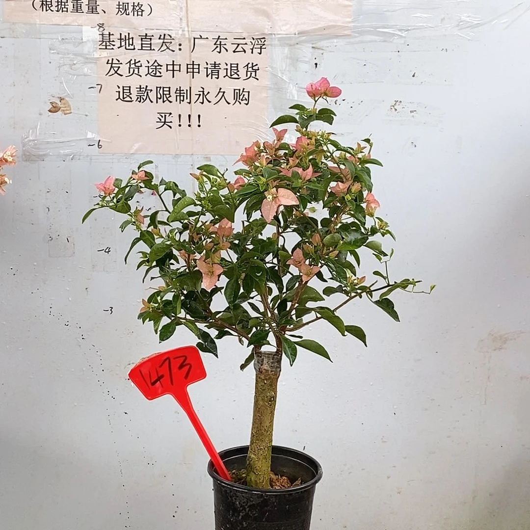 大部分开放少量花苞卡亚塔1473